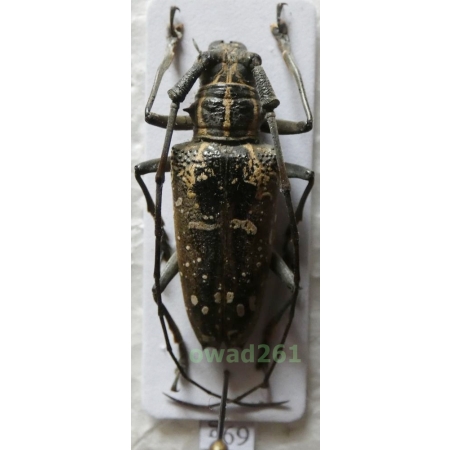 Epepeotes desertus rhobetor (Newman, 1842) Philippines69g